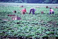 Harvesting