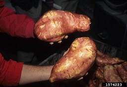 Sweetpotato roots can get very large. These would be graded as "jumbo."