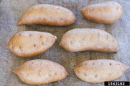 Sweetpotato roots after storage ready for shipment.