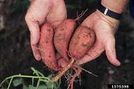 Developing roots from micropropagated plant material are more uniform in size and shape. August 1998