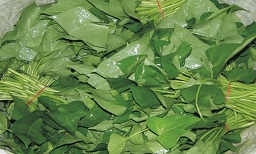 Bundled leaves in the market