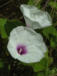 Ipomoea pandurata, Wild Potato Vine