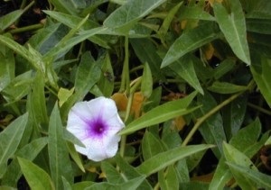 Ipomoea aquatica, Water Spinach