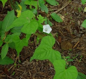 Ipomoea lacunosa, Whitestar Potato