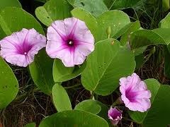 Ipomoea pes-caprae, Railroad Vine