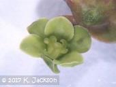 Magnification, immature female flower