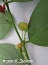 Male and female flowers on the same side shoot