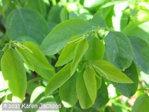 Tender Katuk leaves