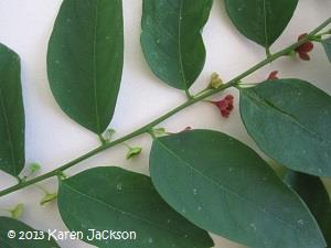 Mature leaves and flowers