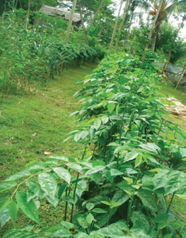 Tips and leaves ready for harvest