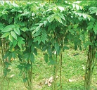 Mature plants in a hedgerow