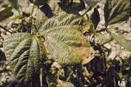 Bean leaf damage caused by the melon thrips, close-up of the bronze coloring effect