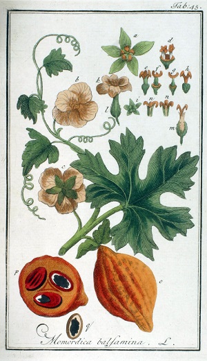 Illustration, 1796