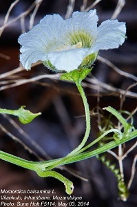 Momordica balsamina