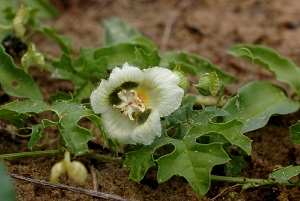 Momordica balsamina