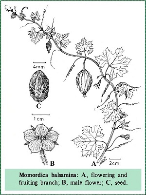 Drawing of Momordica balsamina L.