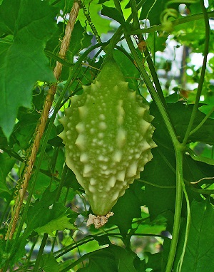 Developing fruit