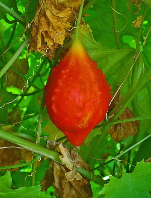 Fruit, beginning of splitting open