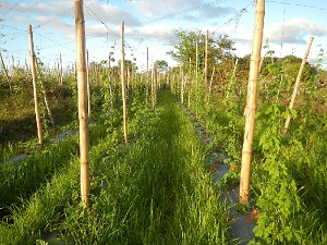 Sunsets in Bulacan, Paddy fields of San Rafael, Bulacan Cattle and Momordica charantia