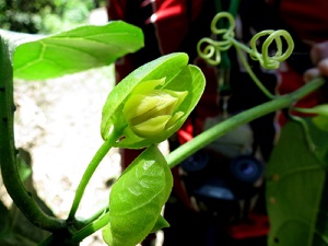 Flower buds