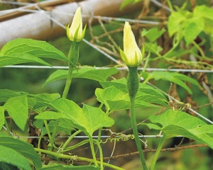 Female flowers