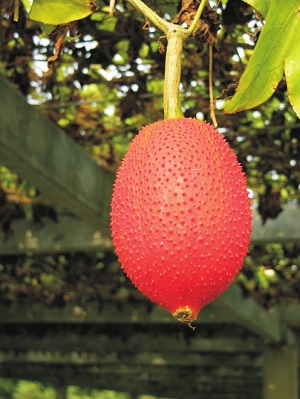 Fully ripe fruit