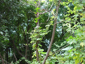 Momordica charantia. Bitter gourd growing with support