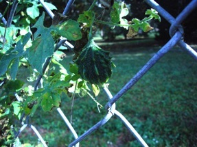 Green fruit