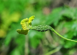 2 days old fruit with flower