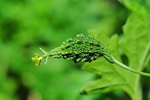 10 days old fruit with flower