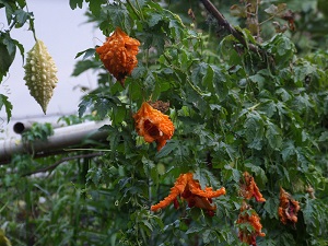 Momordica charantia, bitter melon vine