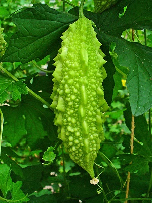 Developing fruit