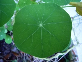 Nasturtium stems are pellate