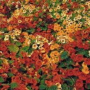 Milkmaid Nasturtium Flower