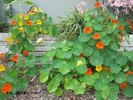 Nasturtium growing in zone 10a