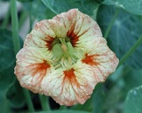 Orange and white flower