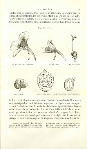 Tropaeolum majus L. Illustration. 1874-1875.