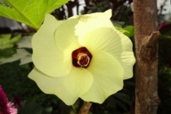 Abelmoschus esculentus. [Lady's Finger, Okra] flower