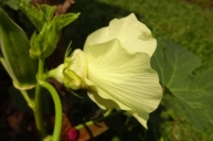 Abelmoschus esculentus. [Lady's Finger, Okra] flower