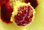 Abelmoschus esculentus. [Lady's Finger, Okra] close- up