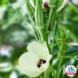 Clemson Spineless Okra