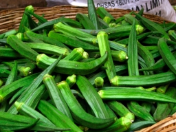 India - Koyambedu Market - Ladies Finger