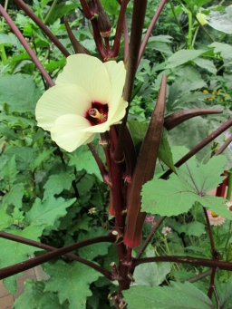 Abelmoschus esculentus. Swindler Cove Park