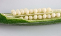 Okra (Abelmoschus esculentus) fruit opened