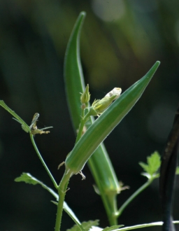 Image of okra pods