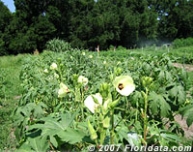 Okra in Community Garden at Florida A&M University