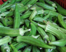 Green Velvet Okra