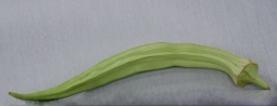 Perkins Long Pod Okra