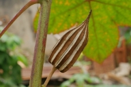 Plant, okra, food