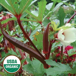 Red Burgundy Okra